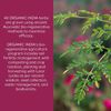 Organic India Triphala Herbal Supplement - Digestion & Colon Support, Immune System Support, Adaptogen, Nutrient Dense, Vegan, Gluten-Free, USDA Certified Organic, Non-GMO - 90 Capsules
