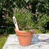 Tildenet Wooden Plant Labels