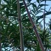 Bamboo Red Margin Phyllostachys Rubromarginata Bare Root Plant Rhizome Privacy