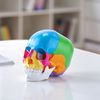 Human Skull Model Anatomical Skull Model 22 Parts 1:1 Colored Skeleton