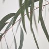 n2 Aromatherapy Eucalyptus Blue Gum Essential Oil - 100ml - for Diffuser, Bath, Candles, Burners, Aromatherapy