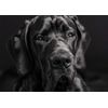 Great Dane Dog Blank Greeting Card