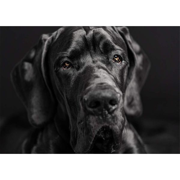 Great Dane Dog Blank Greeting Card