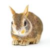 Eastern Cottontail Rabbit Baby
