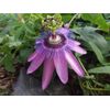 ~~LAVENDER LADY PASSIFLORA~~Starter Plant~~ Passiflora X Alato~~FRAGRANT!