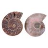 2Pcs Specimen,Ammonite Specimen Shell Madagascar Stones and Minerals (Diameter 4cm)