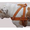 Tan Leather Dog Pulling Walking Harness Large. 31"-35" Chest, 1.5" Wide Straps