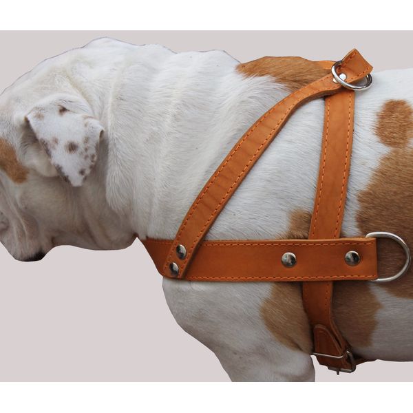 Tan Leather Dog Pulling Walking Harness Large. 31"-35" Chest, 1.5" Wide Straps