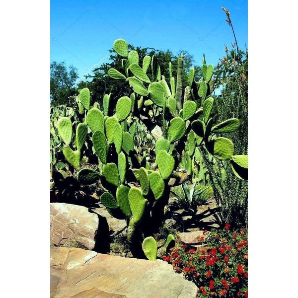 Spineless Prickly Pear Cactus Pads Organic Plant Beauty Regimen Health Food, 8ea