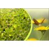 Aromatherapy Spa Scents - 6 Pack