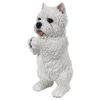 Playing Westie