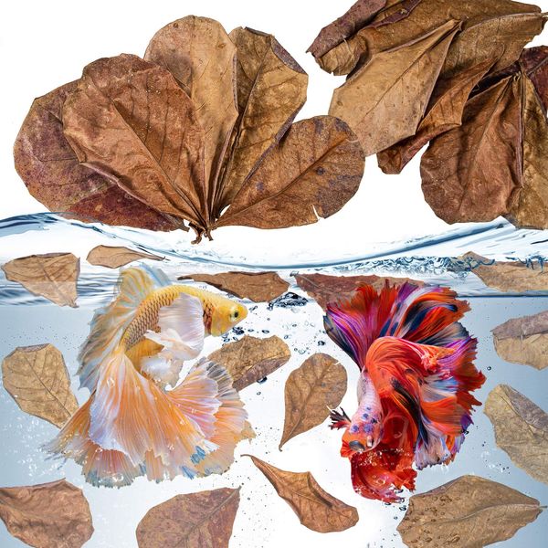 30PCS Indian Almond Leaves for Betta - Sukh Large Catappa Leaves Aquariums Almond Leaves Betta Water Conditioner Aquarium Shrimp Tank Betta Tank Decorations Betta Leaf Hammock Fish Tank Accessories