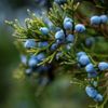 Juniper Berry 5ml Incent Essential Oil Essential Oil