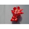 Christmas Cactus Starter Plant ~~Le'ahi Volcano~~ Schlumbergera Truncata