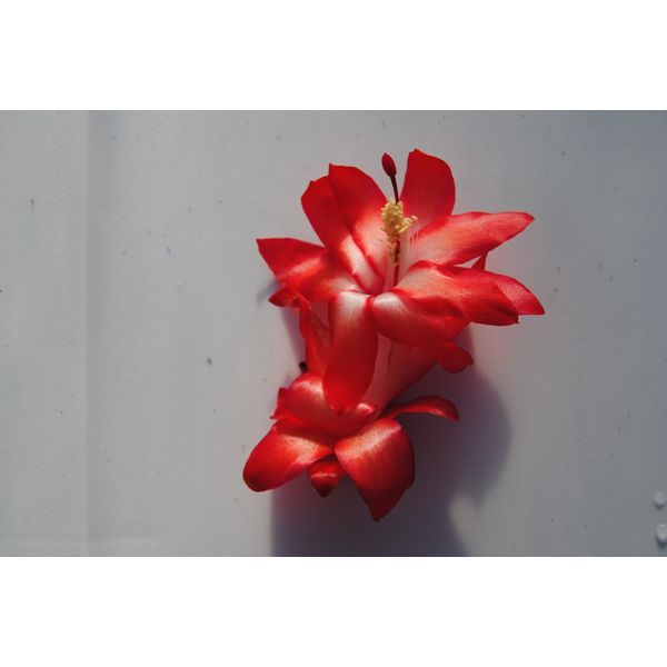 Christmas Cactus Starter Plant ~~Le'ahi Volcano~~ Schlumbergera Truncata