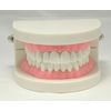 Teeth Model Teeth Model Teaching Teaching Model Small Model for Learning
