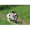 COLLAR Dog puller training toy - interactive equipment rings. Sizes Mini, Standard.