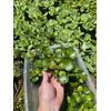 (12) Water Hyacinth Koi Pond Floating Plants Rid Algae Medium -small 2-4”