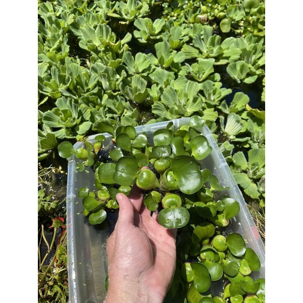 (12) Water Hyacinth Koi Pond Floating Plants Rid Algae Medium -small 2-4”