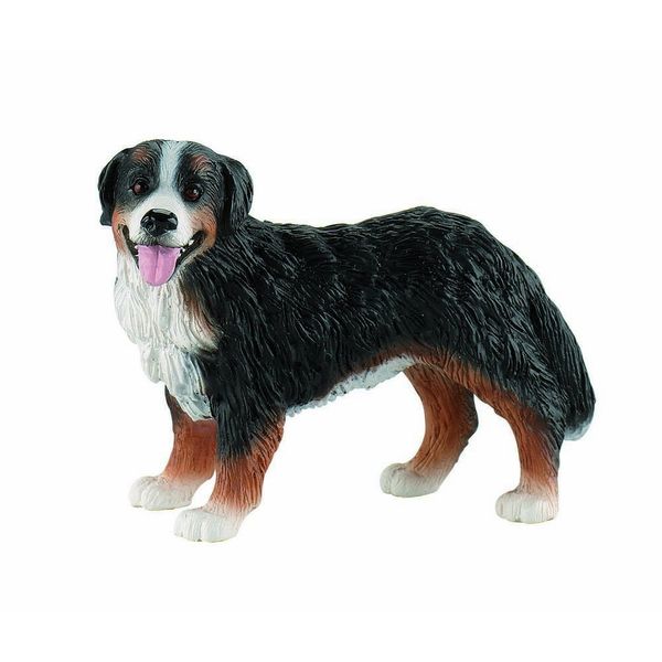 65436 – Bully Land – Bernese Mountain Dog Bianca