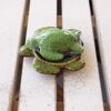 Turtle Soap Dish and Soap Set