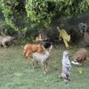 North American Wildlife