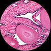 AmScope 40X-1000X Student Cordless LED Compound Microscope + Slide Prep Kit