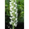 10 Rattlesnake Orchids Bulbs Bare Root