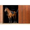 LeMieux Crystal Fly Hood - Black Medium