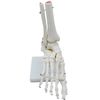 Mono Life Foot Bone Model Foot Joint Model Ankle Right Leg Specimen Ankle Fixed Type