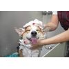 Groomer Essentials Rubber Curry Brush