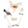CHICKENS HENS ROOSTERS DEWORMER - MADE IN USA