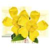 Mood Boost - ST. JOHN'S WORT EXTRACT - Herb - Pure Ingredients - 1Bot 60Ct