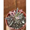 4” Kalanchoe ‘Pink Butterflies’ Succulent
