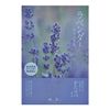 Kataribe Lavender Large Rose Filled