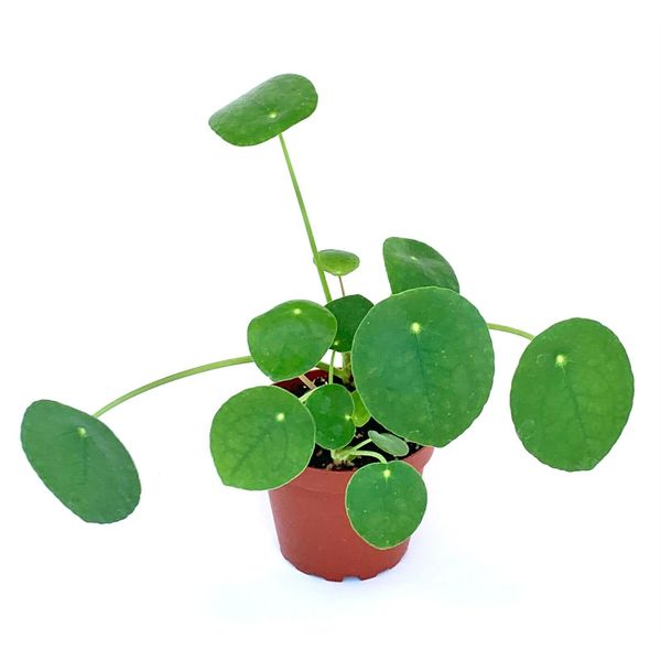 Chinese Money Plant Pilea Pepermomioides Live Potted Houseplant