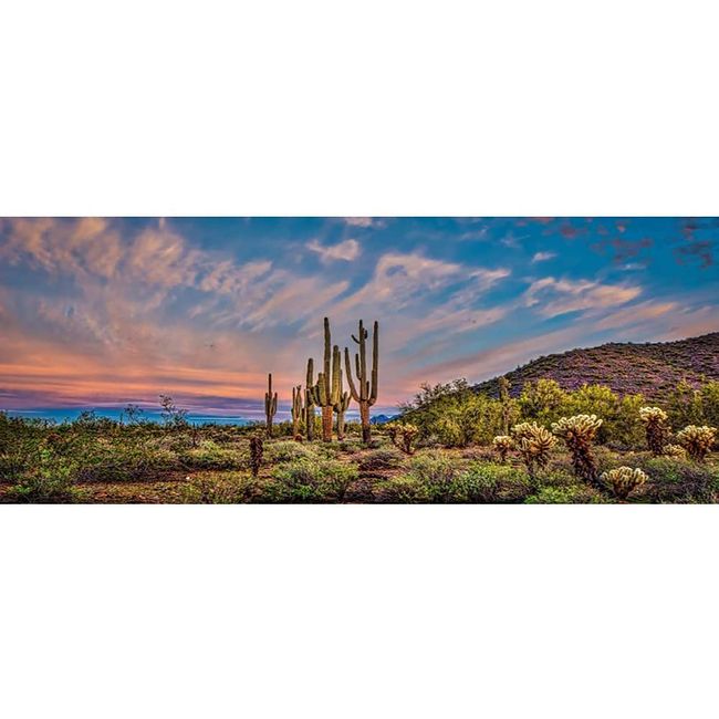 AWERT 36x18 inches Terrarium Background Blue Sky Cloud Huge Cactus Oasis Gobi Reptile Habitat Background Vinyl