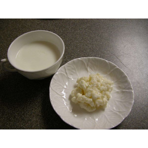 Buy 1 get 1 free 1/2 Tsp LocalFarm RAW Organic Milk Kefir Grains Probiotic+Inst.