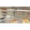 20+2 CULLS Neocaridina Shrimp Blue Juvenile Algae Eater