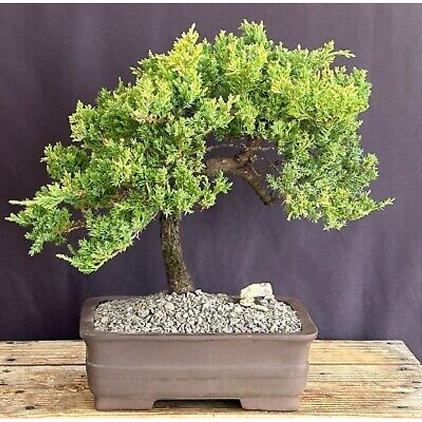 Juniper Bonsai Tree -Trained 14"H Outdoor Juniper Procumbens Nana Evergreen Tree