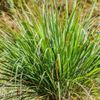 Citronella 5ml Incent Essential Oil Essential Oil