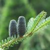 Black Spruce 5ml Incent Essential Oil Essential Oil