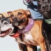 Hurtta Weekend Warrior Dog Collar, Currant, 22-26 in
