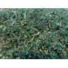 1 Cup Dried Common Chickweed  For Tea or Salva.US grown.