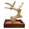 Prevue Pet Products Coffeawood Tree Mini Table Top (X-Small)