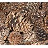 18 Count  XL LONGLEAF PINE CONES for Decorating/Floral/Crafts/Events/Dinners