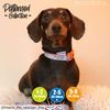 Ancol Patterned Collection Reflective Bone Collar, Orange, size 2-5 to fit neck circumference 30-50 cm