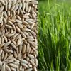 Annual Rye Grass 5.5 lbs Grass Seed Fast Growing Winter Fall Rye Grass FAST SHIP