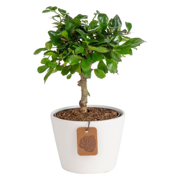 Costa Farms Mini Bonsai Live Indoor Tree, Grower's Choice, 1-Year Old, Potted in Indoor Planter Plant Pot, Tabletop Office and Home Décor, 10-Inches Tall