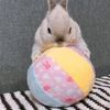 Mini Animan Bunny Toy Big Soft Ball
